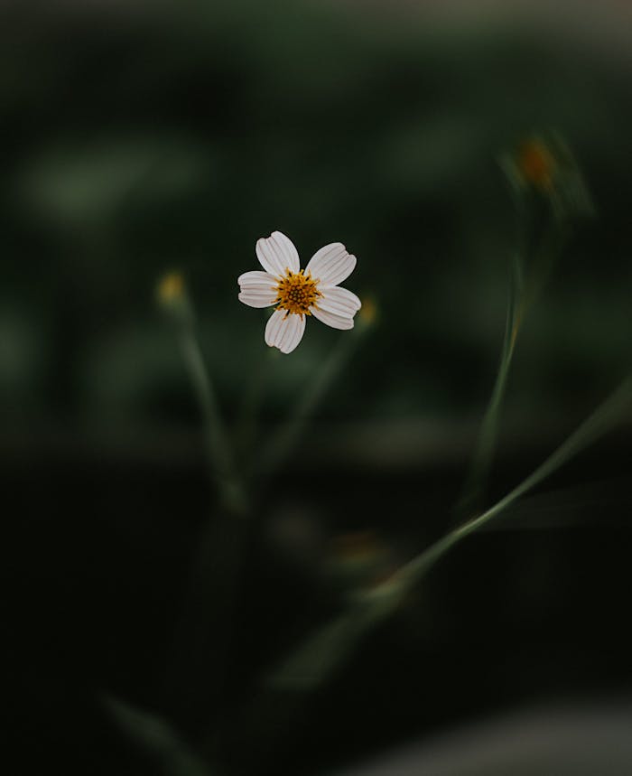 A Photo of White Flower in Tilt Shift Lens